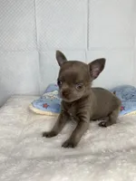 Frappe, a male Chihuahua for sale in Jacksonville, FL – Photo 8 of 10