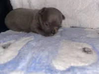 Frappe, a male Chihuahua for sale in Jacksonville, FL – Photo 5 of 10