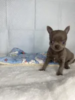 Frappe, a male Chihuahua for sale in Jacksonville, FL – Photo 1 of 10