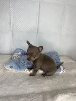 Frappe, a male Chihuahua for sale in Jacksonville, FL – Photo 10 of 10