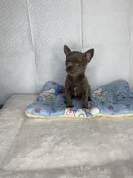 Frappe, a male Chihuahua for sale in Jacksonville, FL – Photo 9 of 10