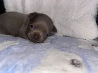 Frappe, a male Chihuahua for sale in Jacksonville, FL – Photo 6 of 10