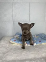 Frappe, a male Chihuahua for sale in Jacksonville, FL – Photo 2 of 10