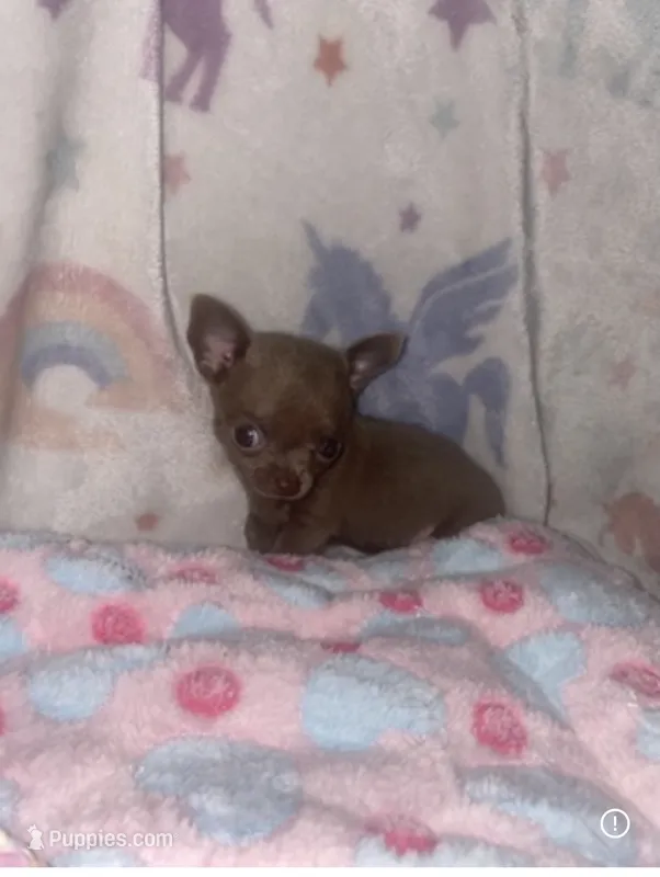 Bryce  – Chihuahua puppy for sale in Jacksonville, FL