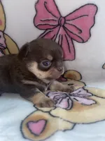 Betsey , a female Chihuahua for sale in Jacksonville, FL – 8 of 10