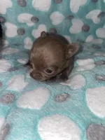 Bryce , a male Chihuahua for sale in Jacksonville, FL – 2 of 5
