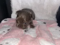 Chai, a female Chihuahua for sale in Jacksonville, FL – Photo 4 of 6