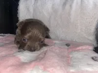 Chai, a female Chihuahua for sale in Jacksonville, FL – Photo 3 of 6