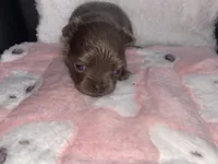 Chai, a female Chihuahua for sale in Jacksonville, FL – Photo 1 of 6