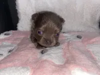 Chai, a female Chihuahua for sale in Jacksonville, FL – Photo 5 of 6