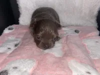 Chai, a female Chihuahua for sale in Jacksonville, FL – Photo 2 of 6