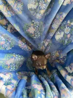 Ying, a male Chihuahua for sale in Jacksonville, FL – Photo 3 of 10