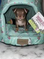 Ying, a male Chihuahua for sale in Jacksonville, FL – Photo 4 of 10