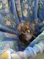 Ying, a male Chihuahua for sale in Jacksonville, FL – Photo 2 of 10