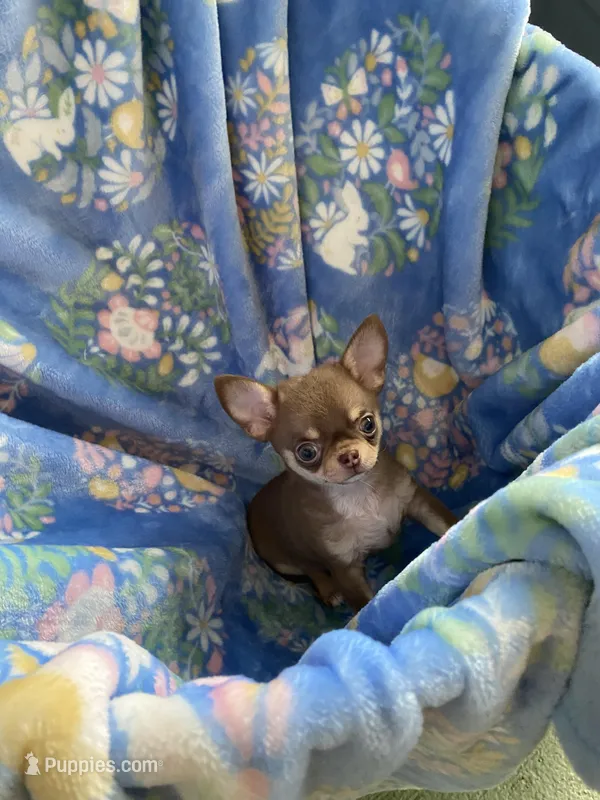 Ying, a male Chihuahua for sale in Jacksonville, FL – Photo 1 of 10