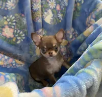 Ying, a male Chihuahua for sale in Jacksonville, FL – Photo 5 of 10