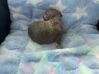 Ying, a male Chihuahua for sale in Jacksonville, FL – Photo 8 of 10