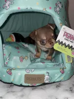 Ying, a male Chihuahua for sale in Jacksonville, FL – Photo 6 of 10