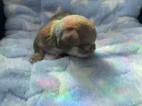 Ying, a male Chihuahua for sale in Jacksonville, FL – Photo 9 of 10