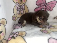 Betsey , a female Chihuahua for sale in Jacksonville, FL – 9 of 10