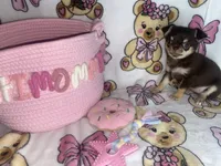 Betsey , a female Chihuahua for sale in Jacksonville, FL – 4 of 10