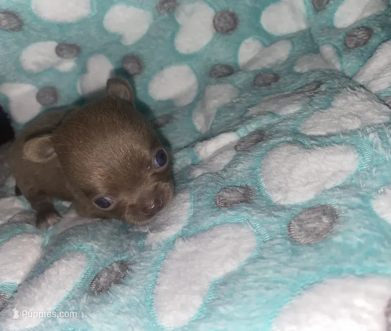 Bryce  – Chihuahua puppy on hold in Jacksonville, FL