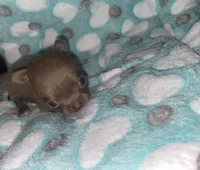 Bryce , a male Chihuahua for sale in Jacksonville, FL – 1 of 5