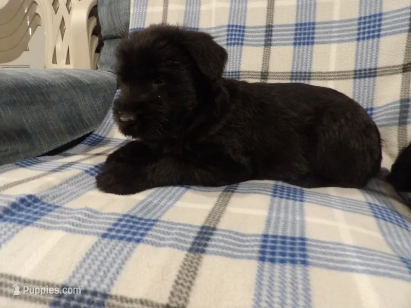 Brandy – Giant Schnauzer puppy for sale in Millersburg, OH