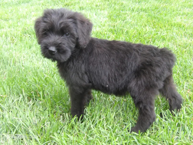 Brandy – Giant Schnauzer puppy for sale in Millersburg, OH