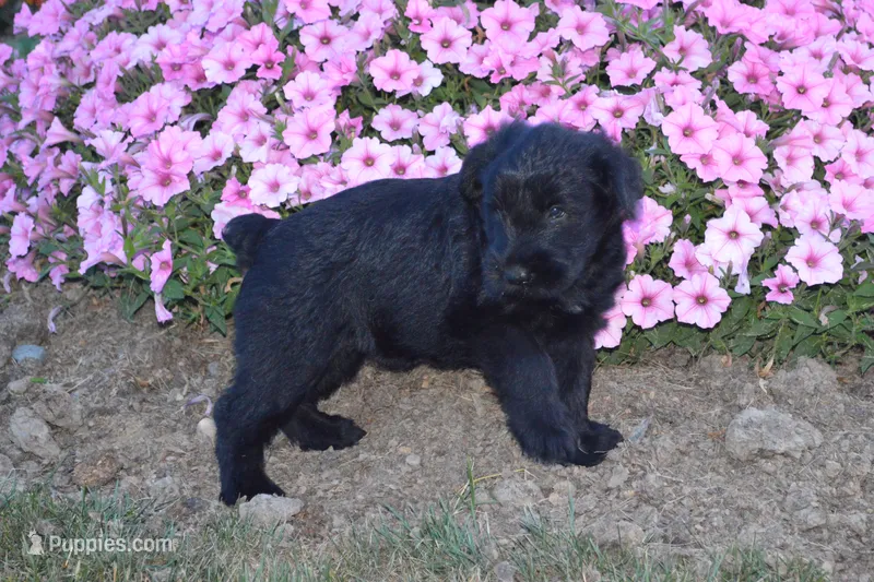 Brandy – Giant Schnauzer puppy for sale in Millersburg, OH