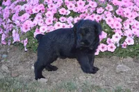 Brandy, a female Giant Schnauzer for sale in Millersburg, OH – 1 of 3