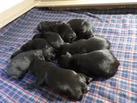 Brandy, a female Giant Schnauzer for sale in Millersburg, OH – 2 of 5