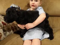 Brandy, a  Giant Schnauzer for sale in Millersburg, OH – Photo 4 of 6