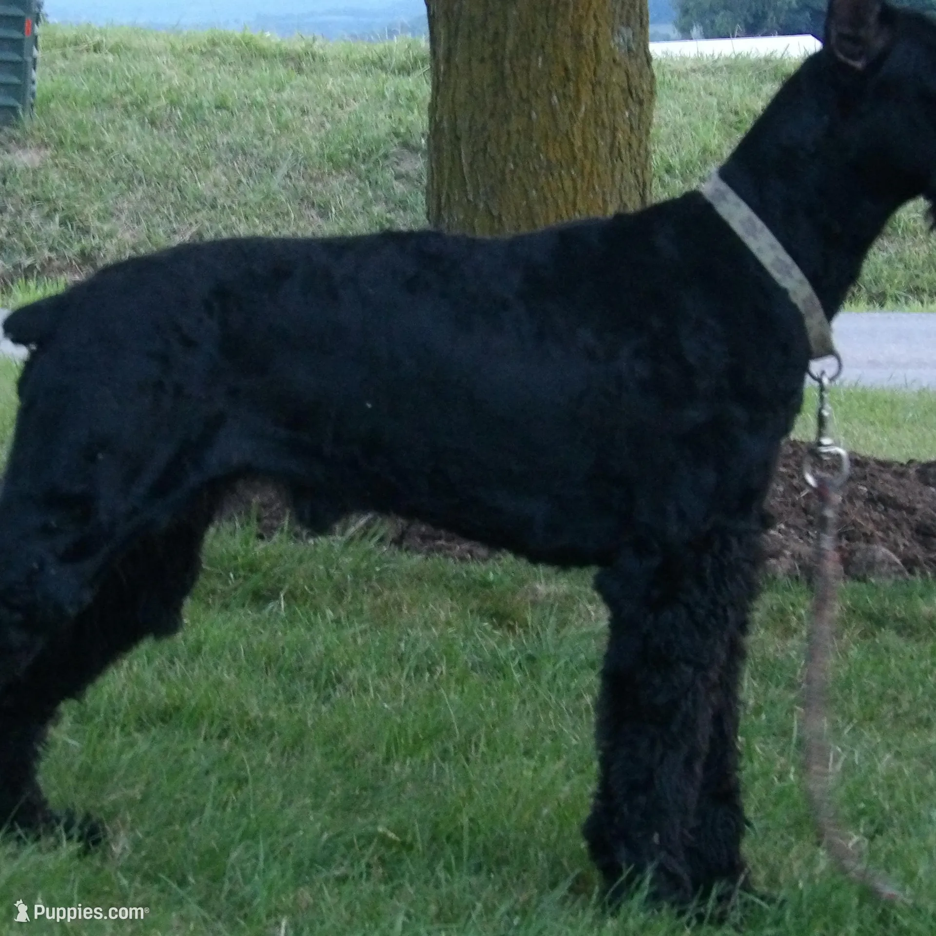 Brandy, a  Giant Schnauzer for sale in Millersburg, OH – Photo 5 of 6