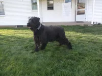 Brandy, a  Giant Schnauzer for sale in Millersburg, OH – Photo 6 of 6