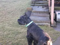 Brandy, a  Giant Schnauzer for sale in Millersburg, OH – Photo 2 of 6