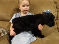 Brandy, a  Giant Schnauzer for sale in Millersburg, OH – Photo 3 of 6