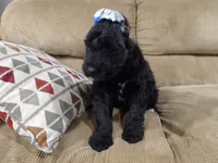 Brandy, a  Giant Schnauzer for sale in Millersburg, OH – Photo 1 of 6