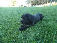 Winston, a male Giant Schnauzer for sale in Millersburg, OH – 2 of 6