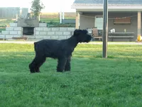 Winston, a male Giant Schnauzer for sale in Millersburg, OH – 4 of 6