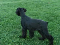 Winston, a male Giant Schnauzer for sale in Millersburg, OH – 3 of 6