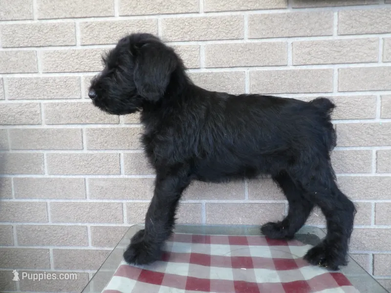 Lucy – Giant Schnauzer puppy for sale in Millersburg, OH