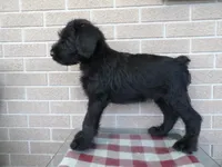 Lucy, a female Giant Schnauzer for sale in Millersburg, OH – 1 of 3