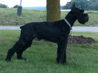 Brandy, a female Giant Schnauzer for sale in Millersburg, OH – 2 of 3