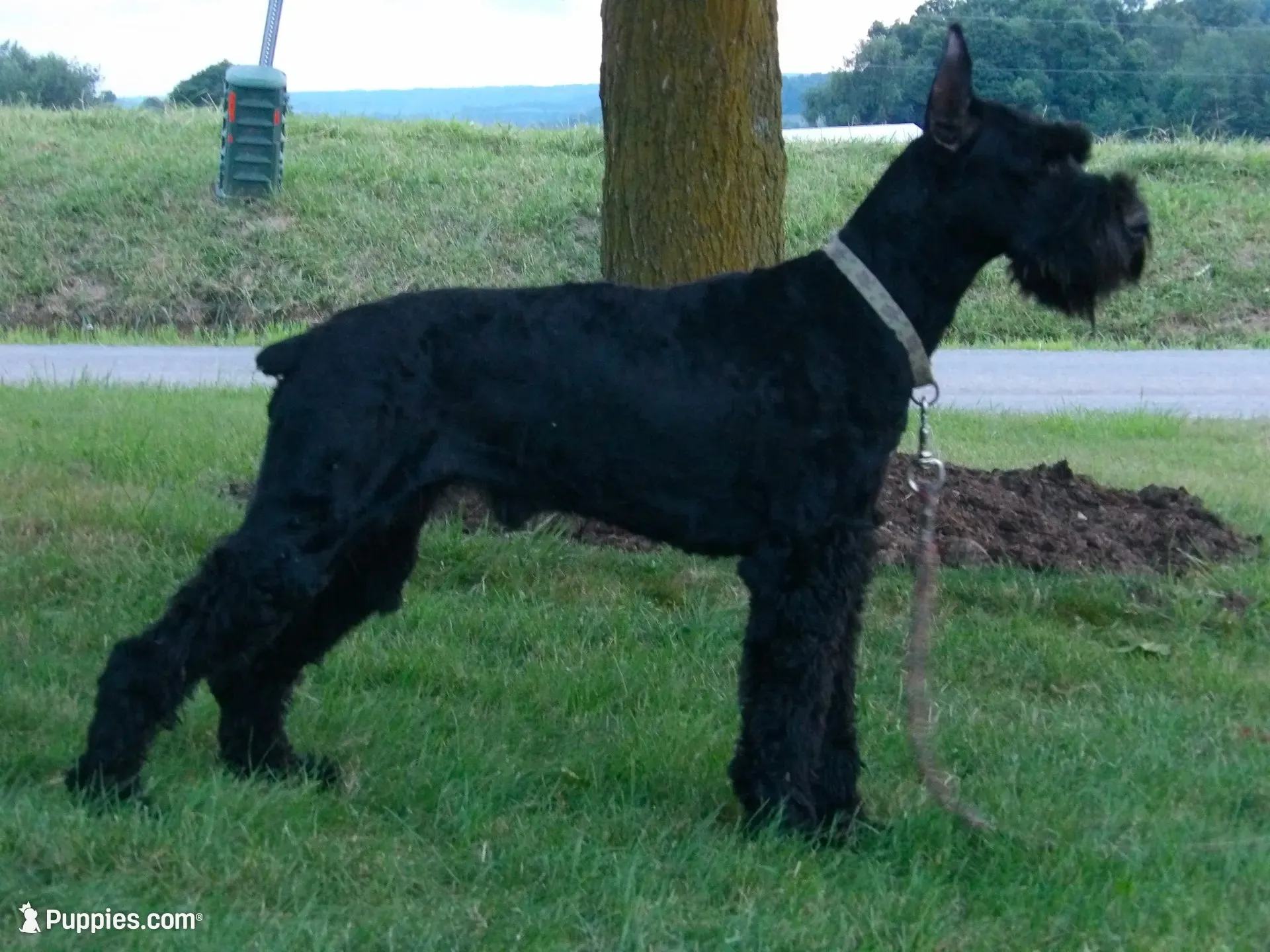 Winston, a male Giant Schnauzer for sale in Millersburg, OH – 5 of 6