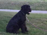 Lady, a female Giant Schnauzer for sale in Millersburg, OH – 3 of 3