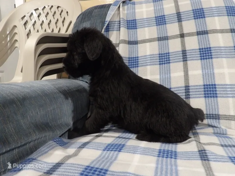 Alexis – Giant Schnauzer puppy for sale in Millersburg, OH