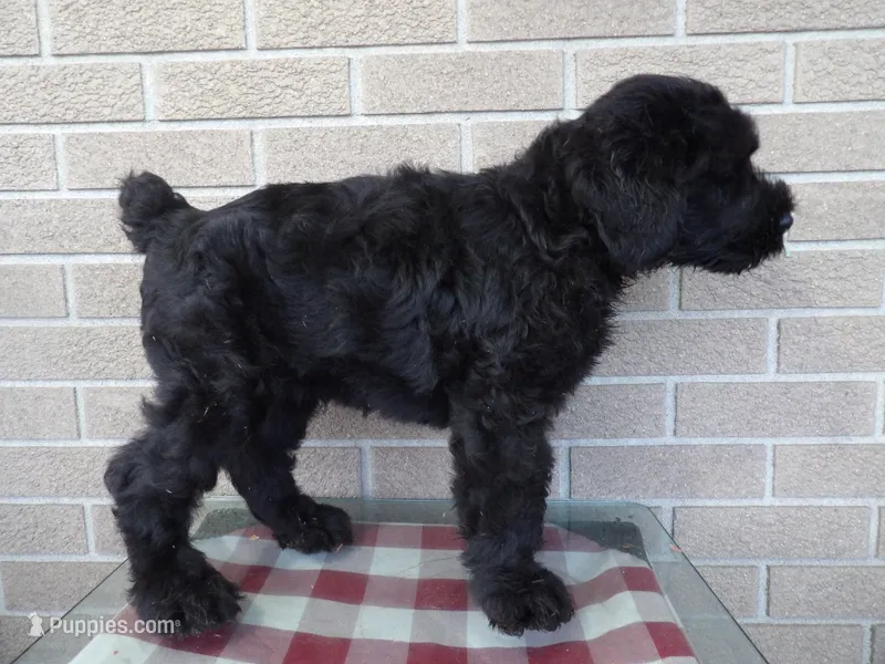 Alexis – Giant Schnauzer puppy for sale in Millersburg, OH