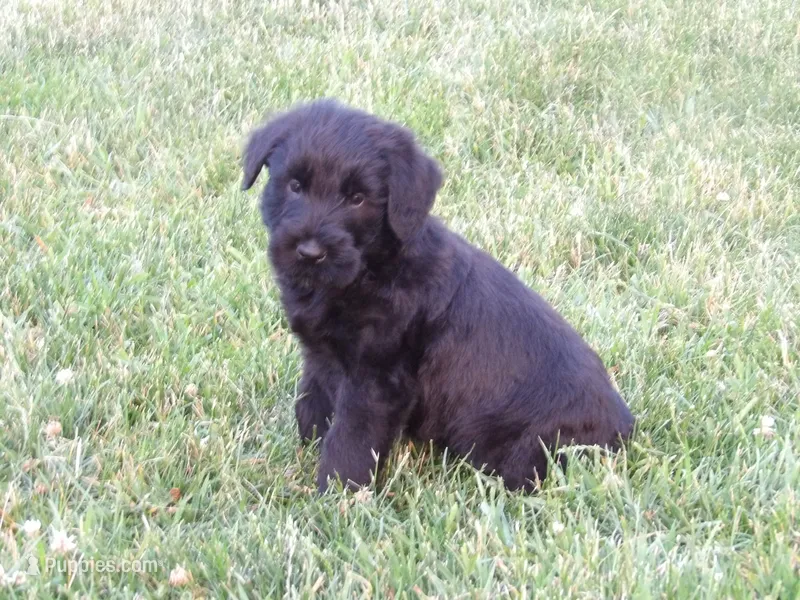 Lady – Giant Schnauzer puppy for sale in Millersburg, OH