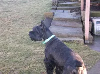 Winston, a male Giant Schnauzer for sale in Millersburg, OH – 3 of 3